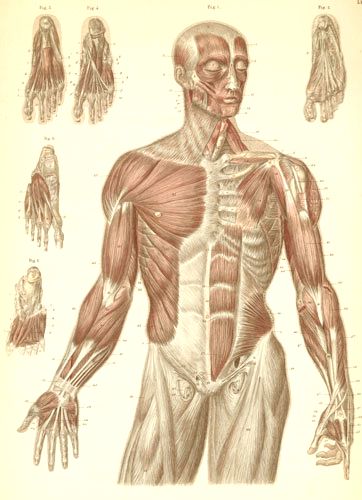 Мышцы лица, задней части, рук  и ног.