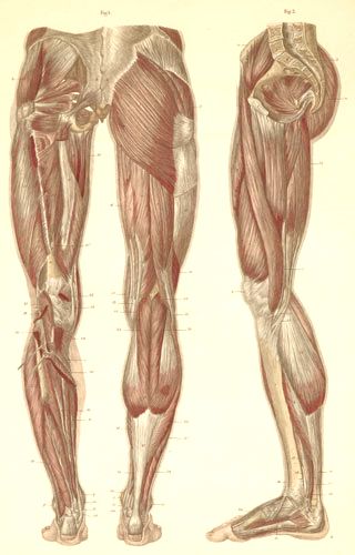 Мышцы задней и средней поверхности ног
