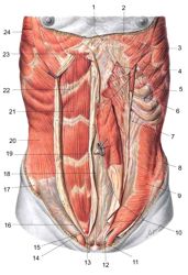 Thoracic and abdominal wall
