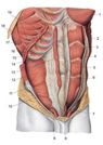     . Thoracic and abdominal wall