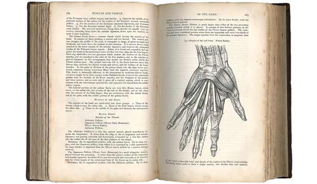 Anatomy of the Human Body Henry Gray