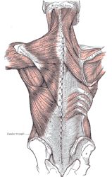 Мышцы, связки спины и плечевого пояса