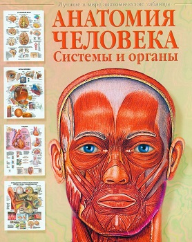 Анатомические плакаты П.Бехин