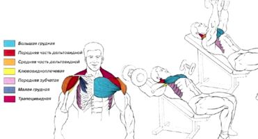 Работа мышц и суставов