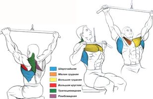 Работа мышц и суставов